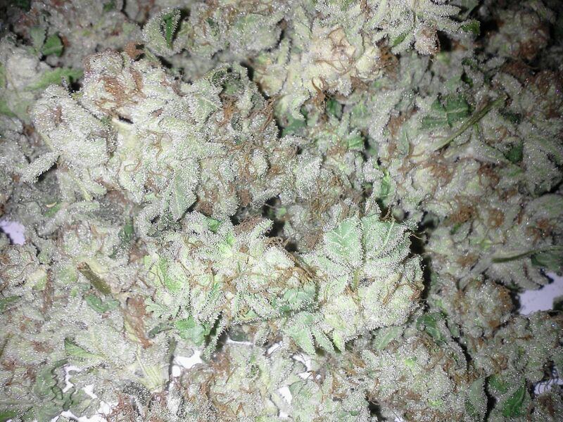 IMG954