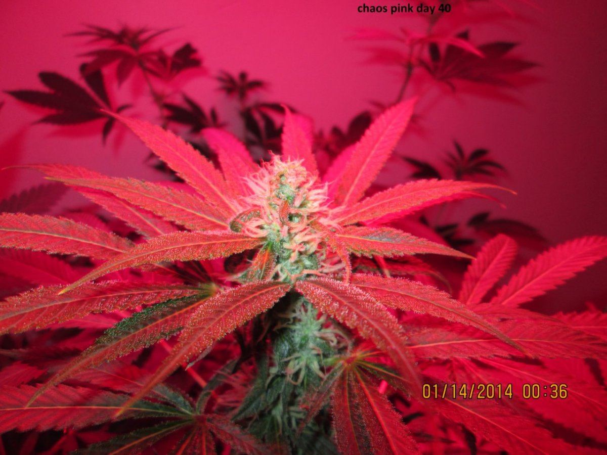 IMG 0001