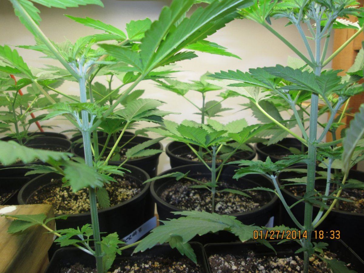 IMG 0003