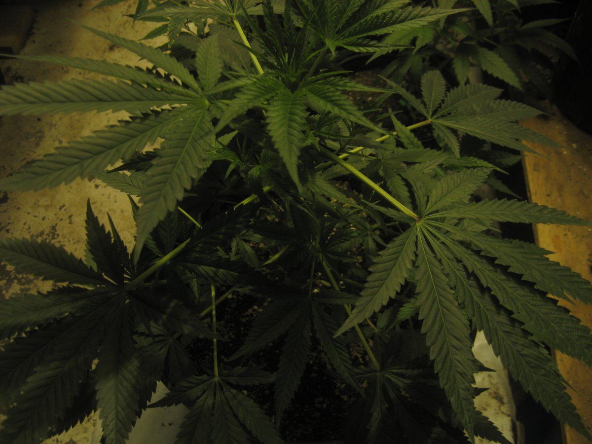 IMG 0004