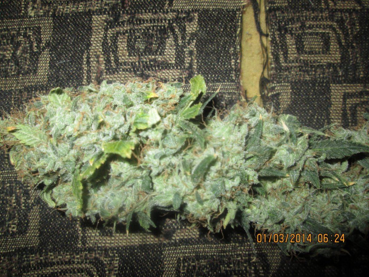 IMG 0005