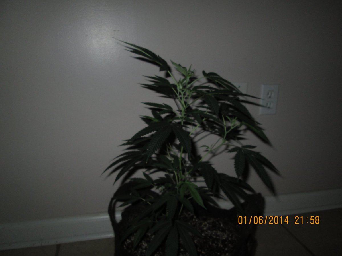IMG 0007