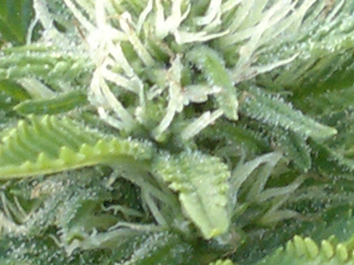 IMG 00077