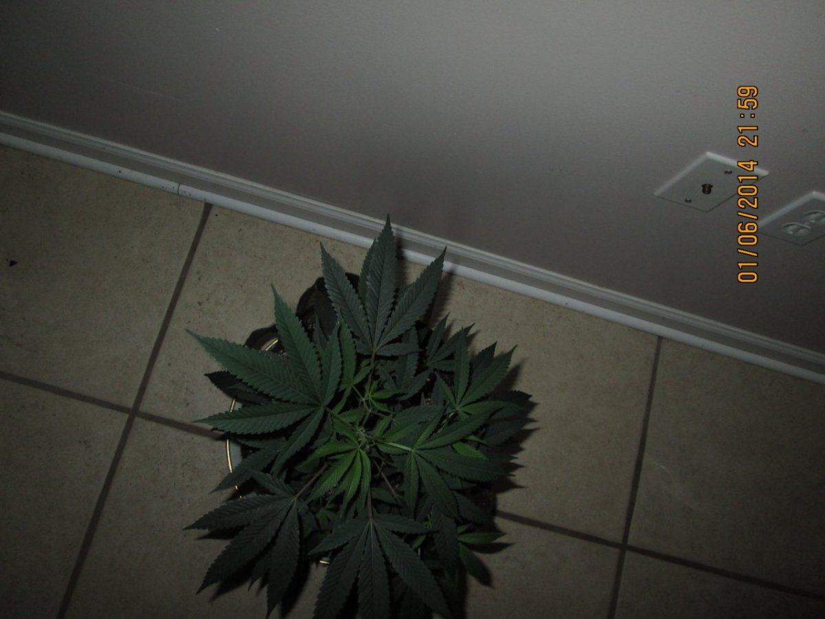 IMG 0008