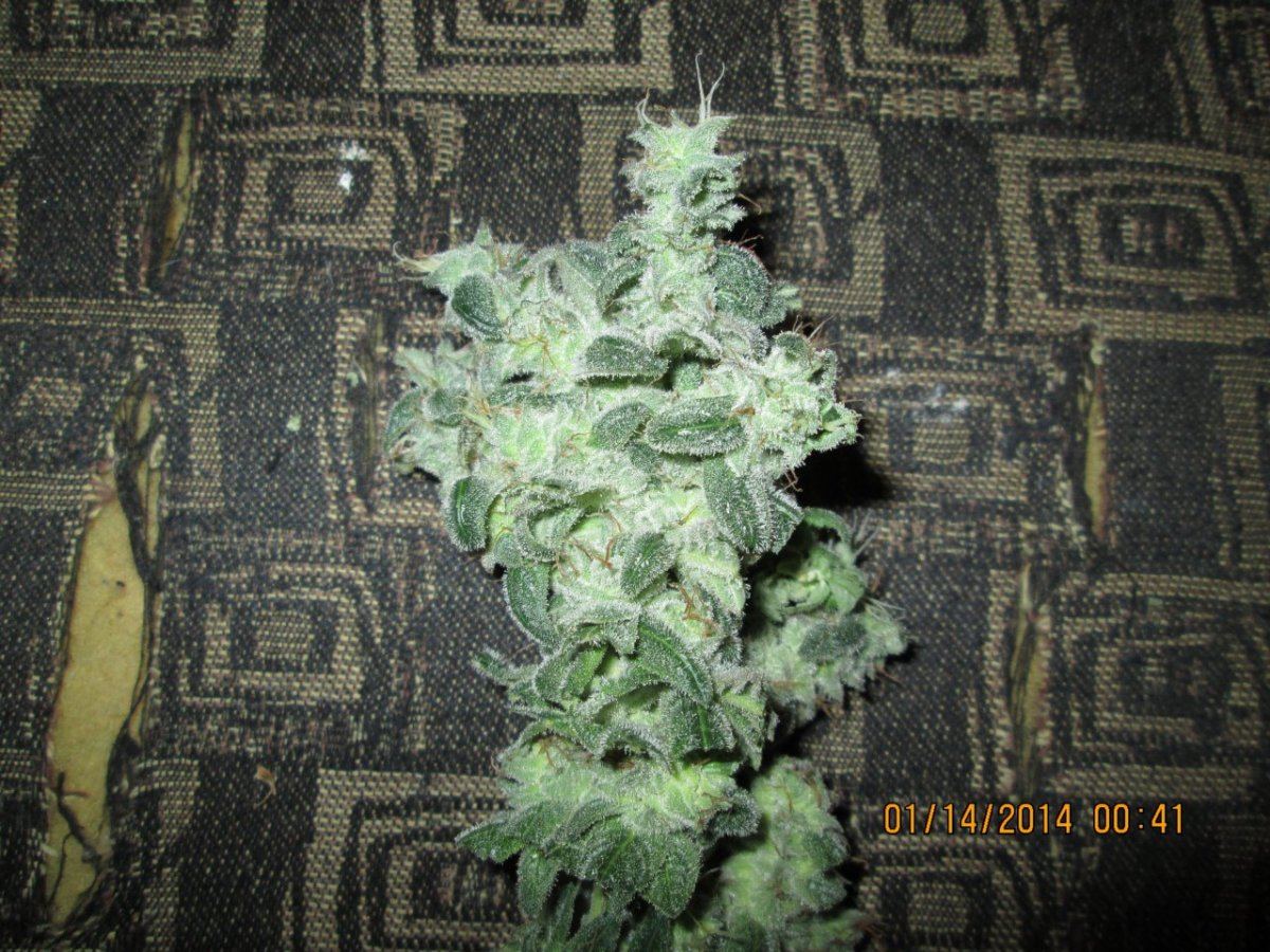IMG 0025