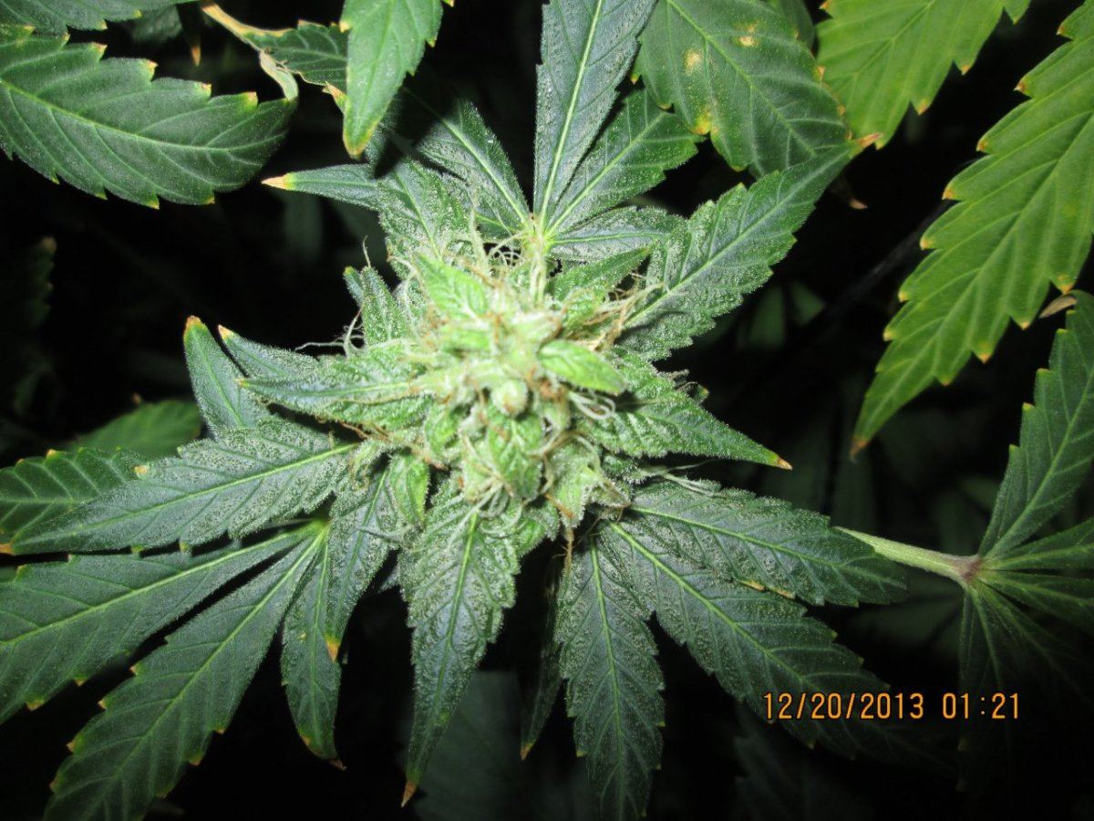 IMG 0031