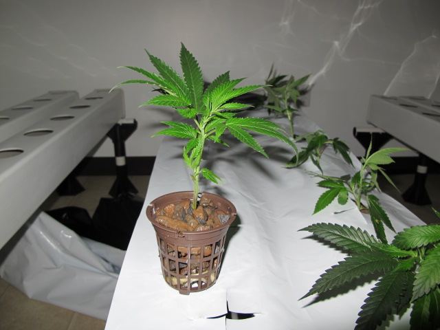 IMG 0042