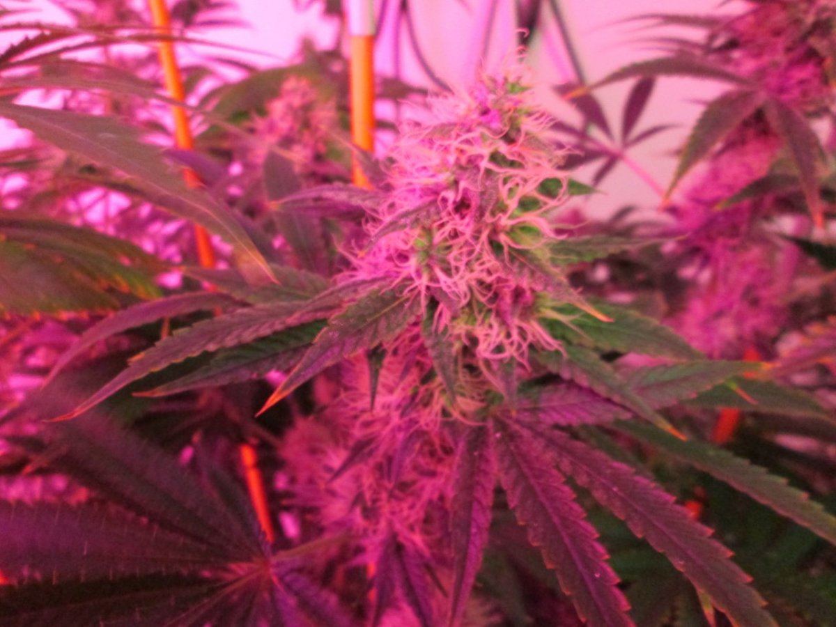 IMG 0048