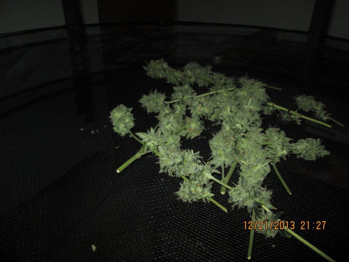 IMG 0059