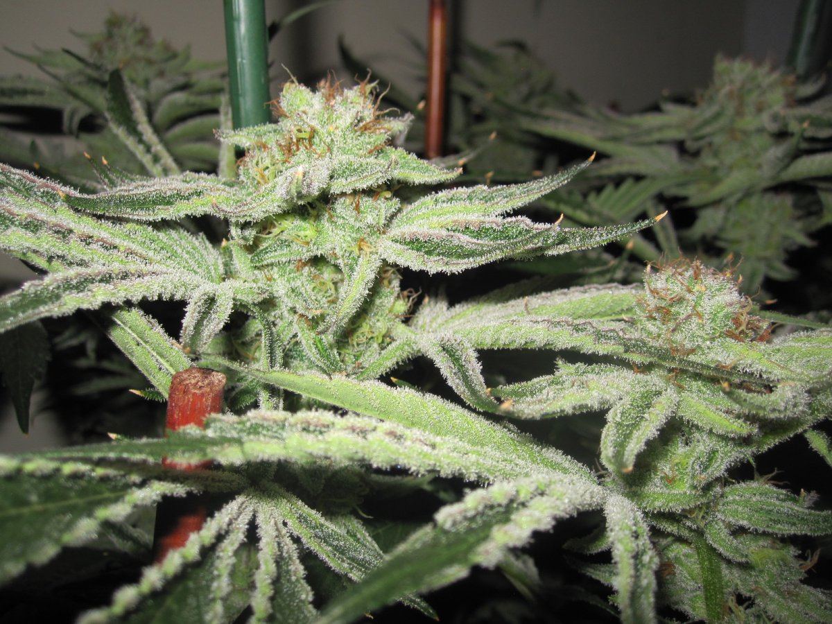 IMG 0061