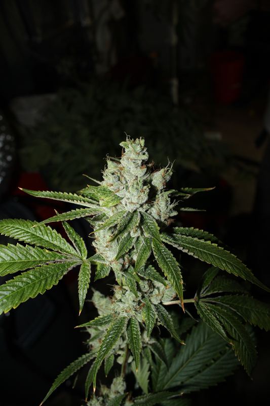 IMG 0089