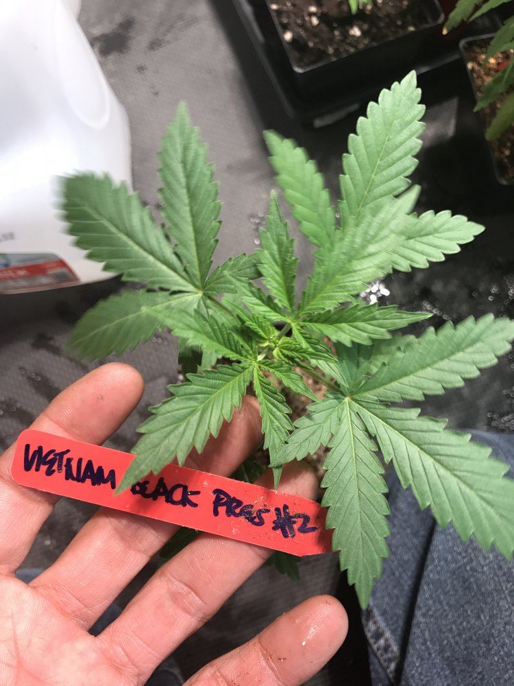 IMG 0146