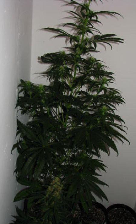 IMG 0151