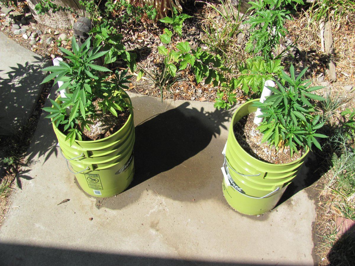 buy blueberry plants Climax Blueberry Plant