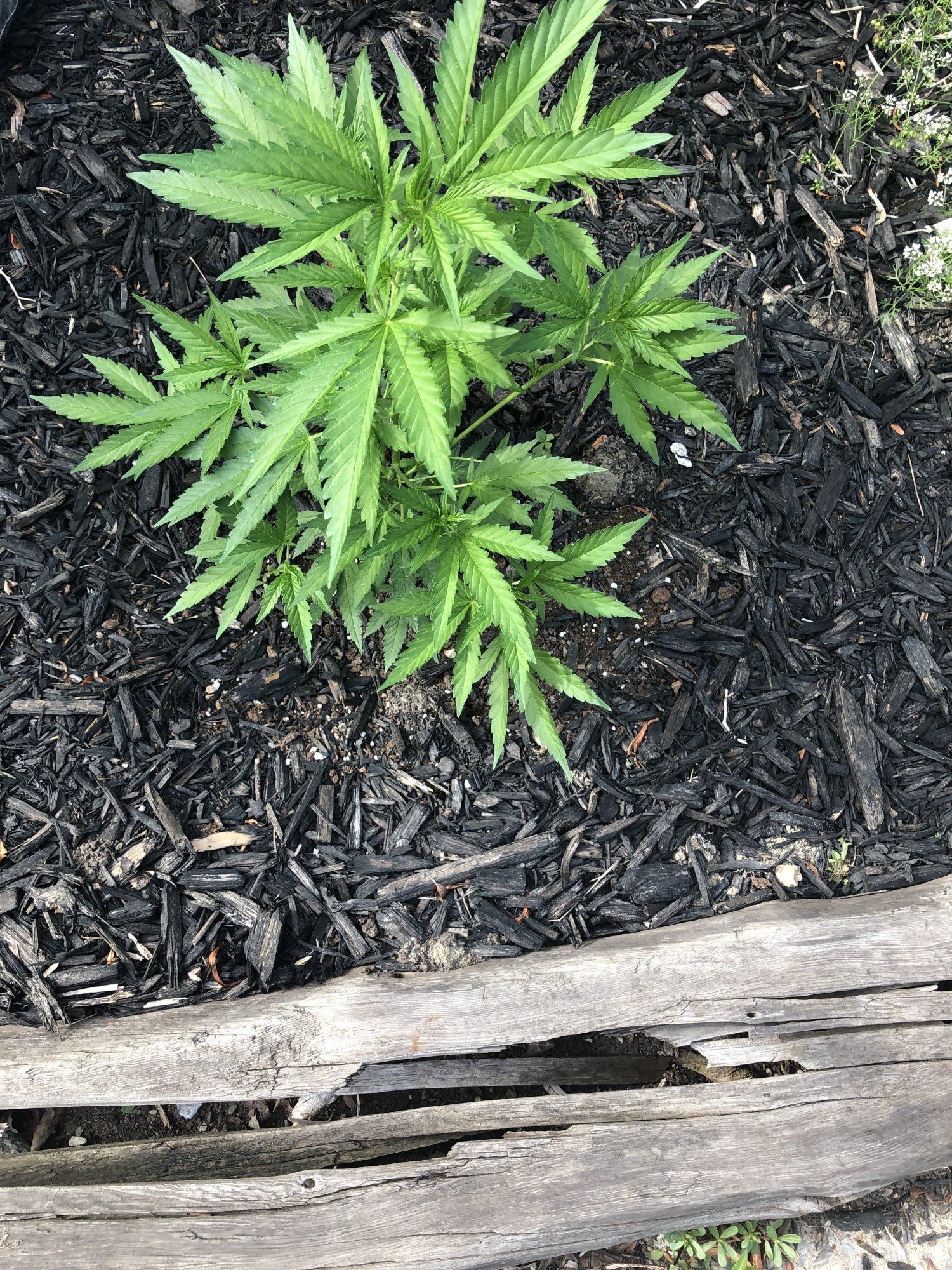 IMG 0218