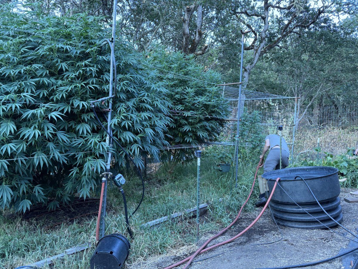 IMG 0254