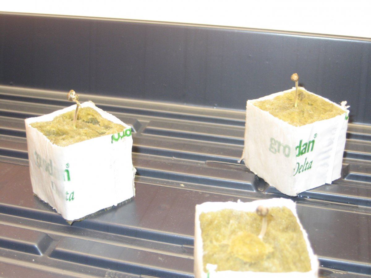 IMG 0254