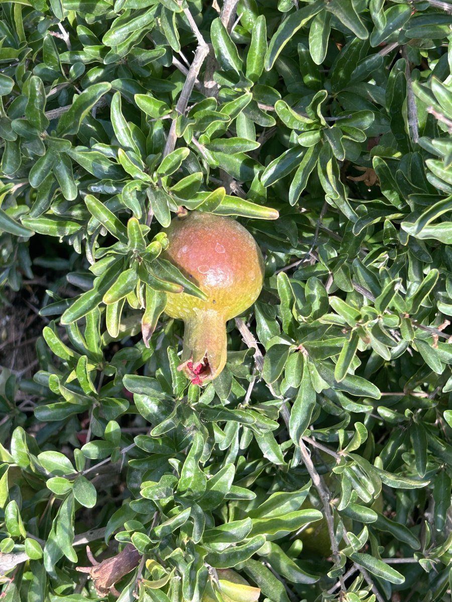 IMG 0288