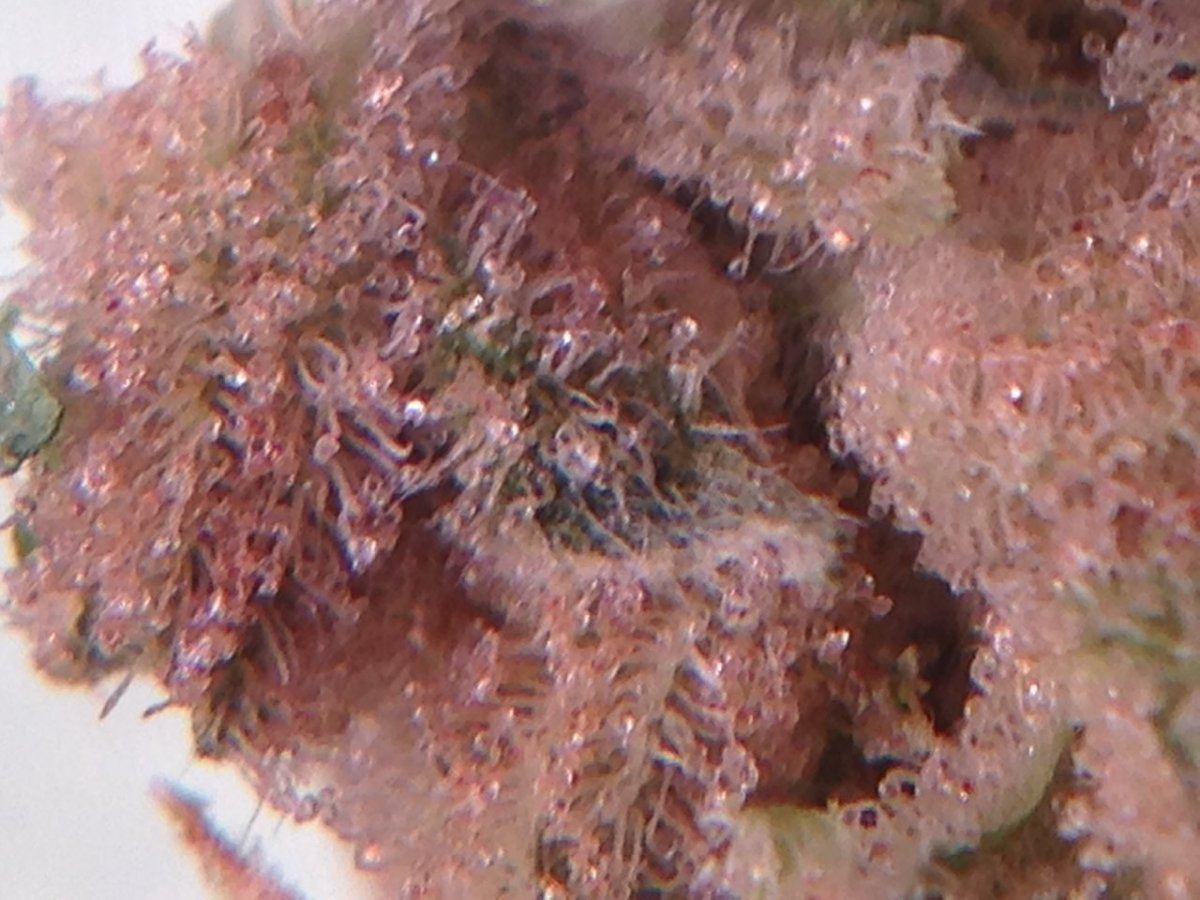 IMG 0341