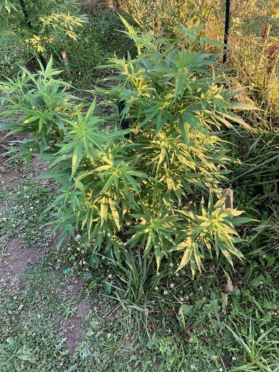 IMG 0350