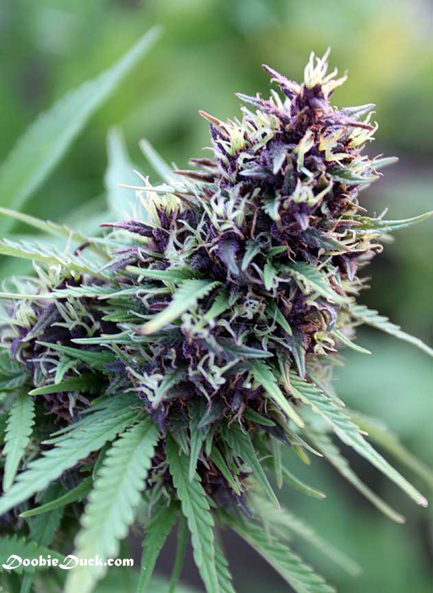 IMG 0358 purps C W