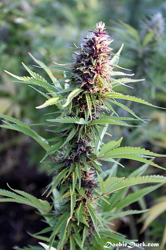 IMG 0362 purps C W