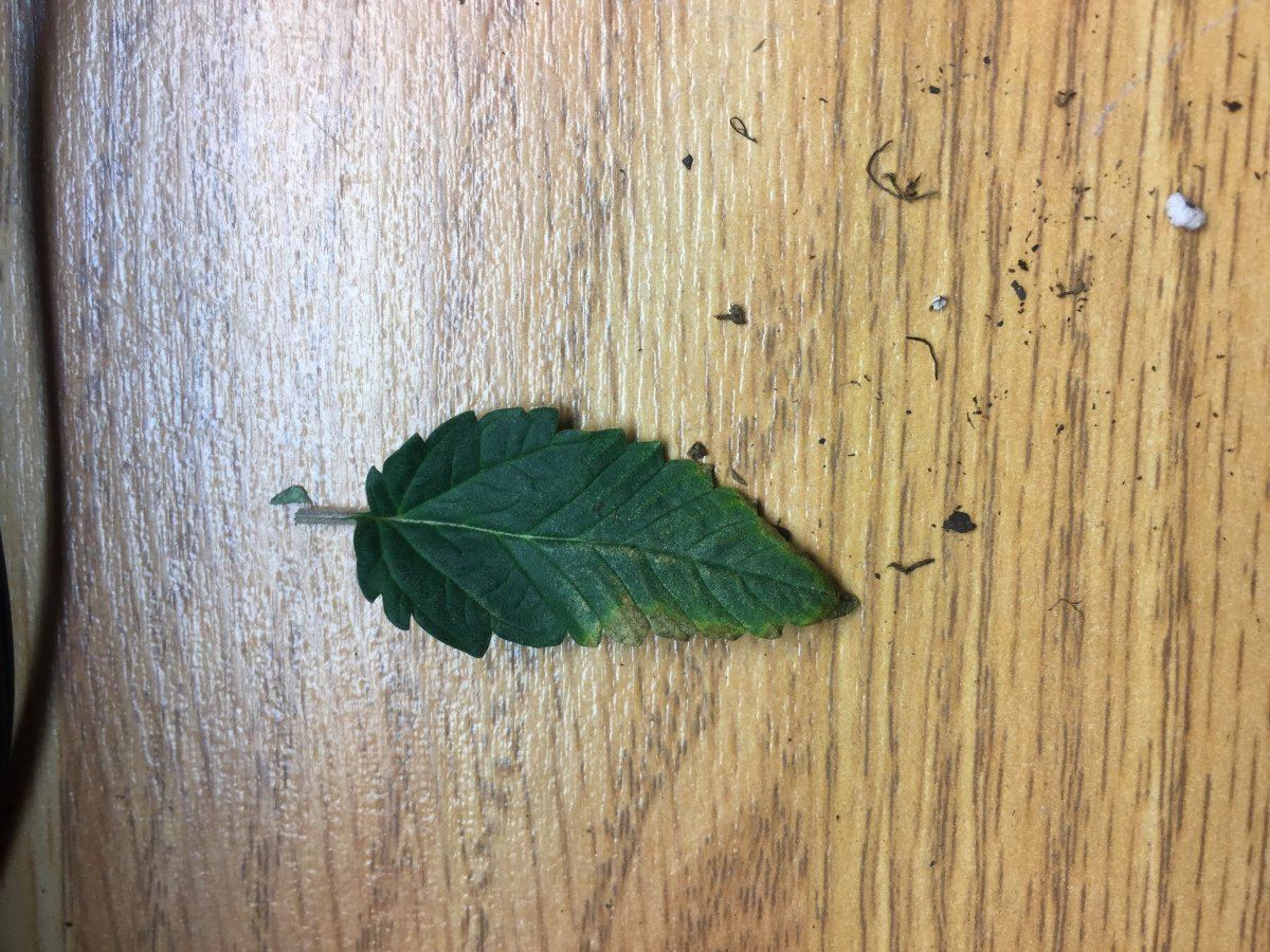 IMG 0363