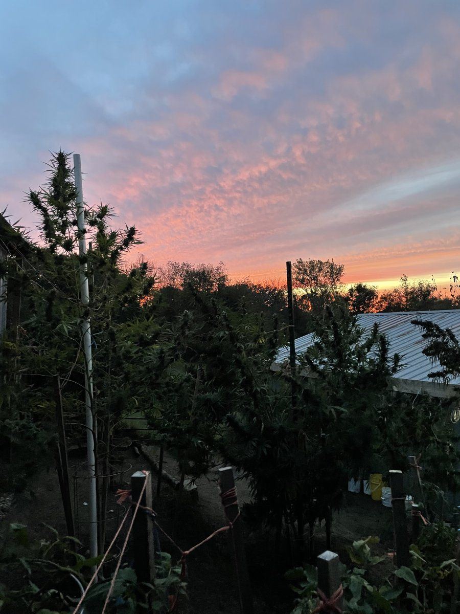 IMG 0390