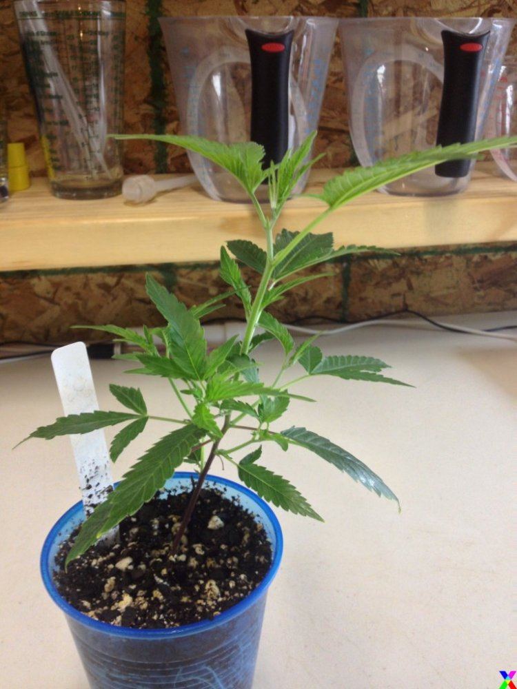 IMG 0475