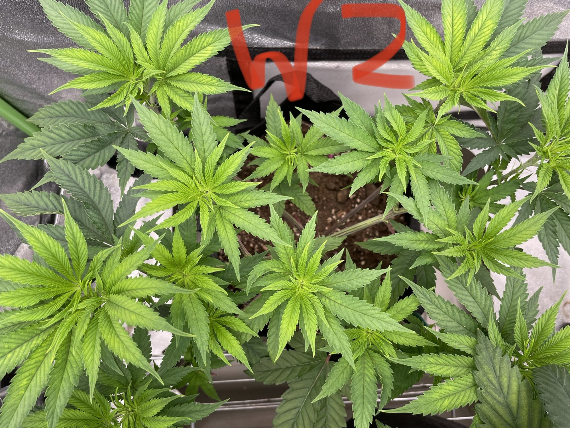 IMG 0531