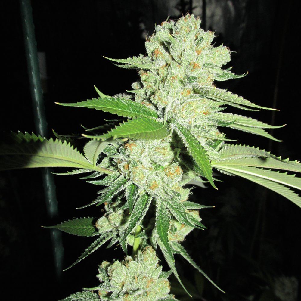IMG 0569