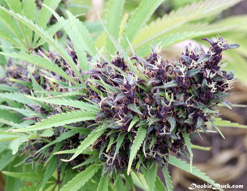 IMG 0572 purps C W