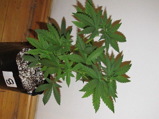 IMG 0577