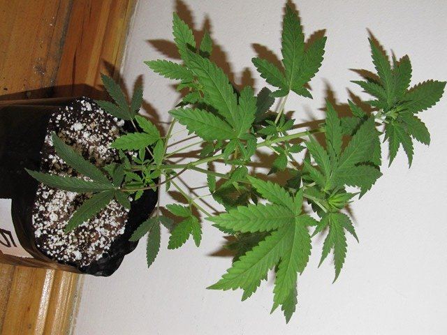 IMG 0578