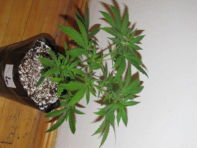 IMG 0582