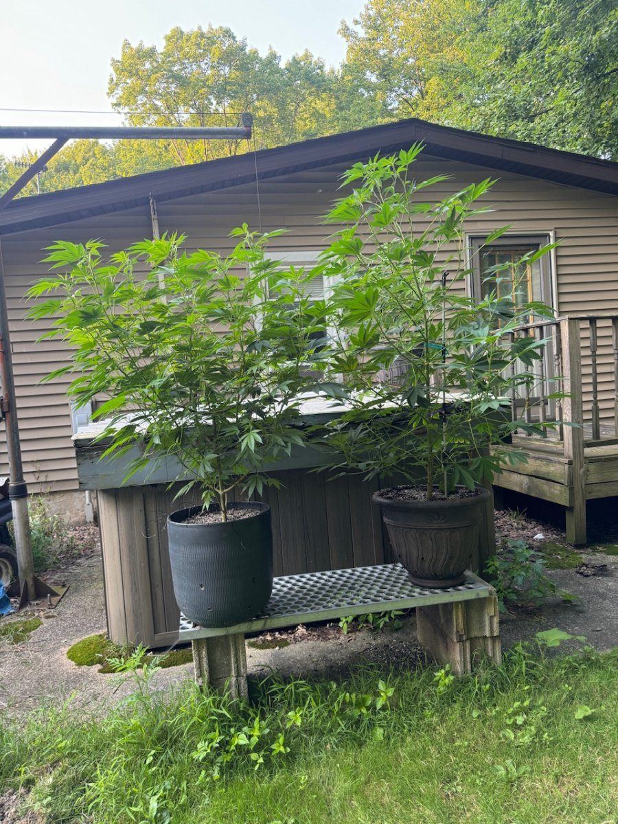 IMG 0589