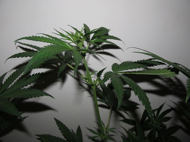 IMG 0601