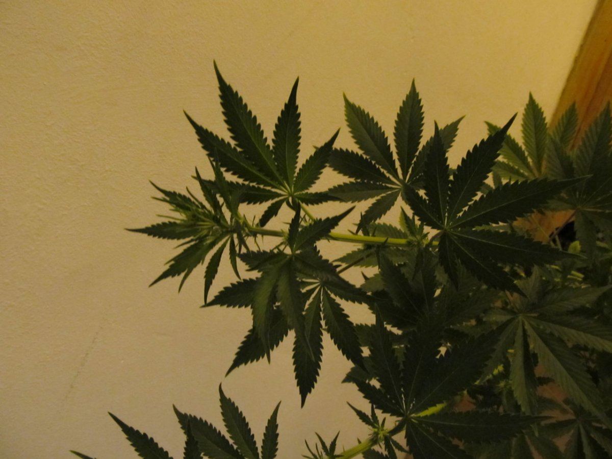 IMG 0603