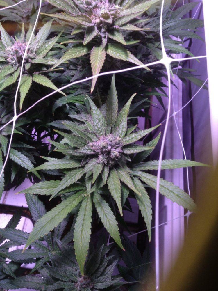 IMG 0629