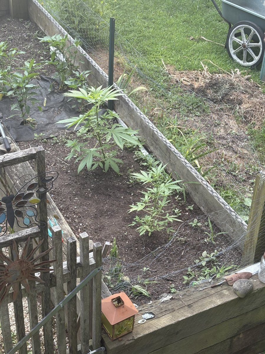 IMG 0634