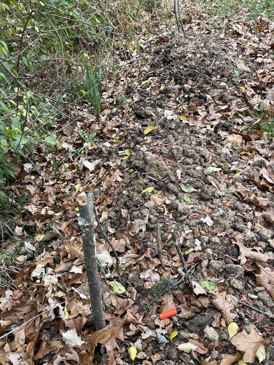 IMG 0637