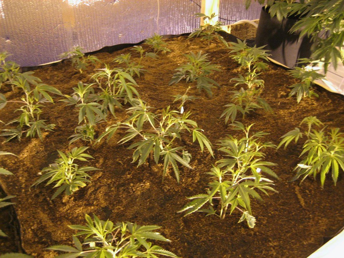 IMG 0671
