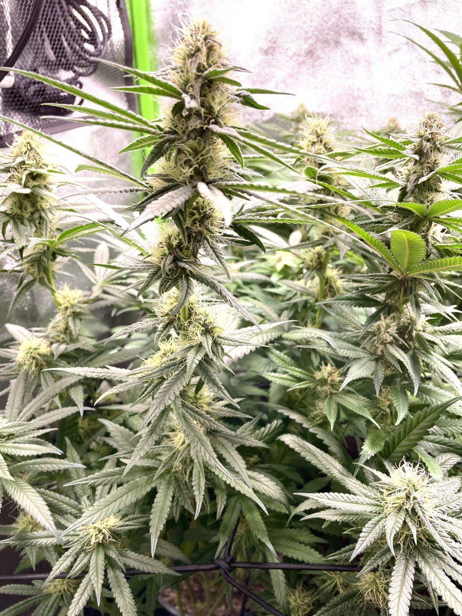 IMG 0705