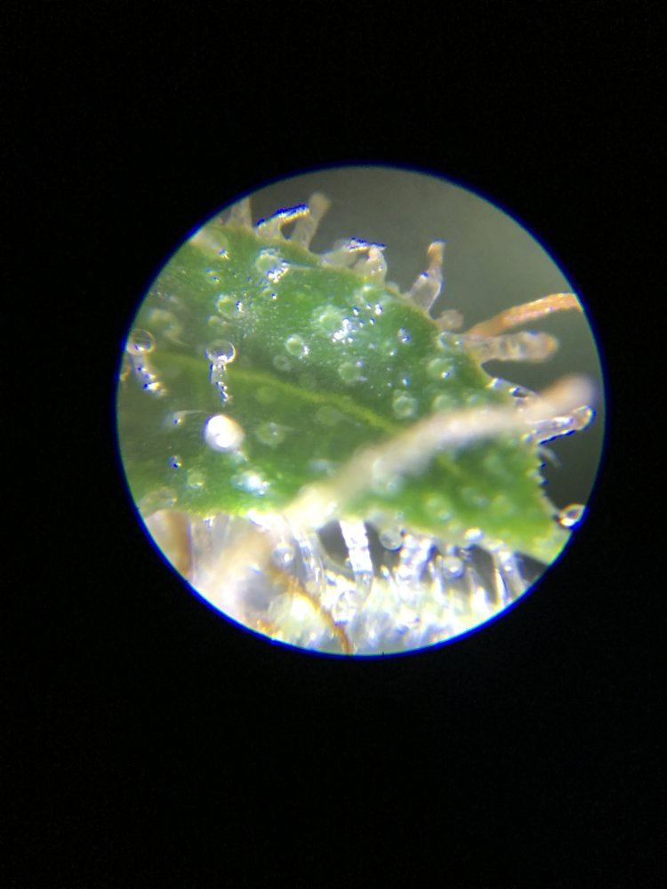IMG 0711