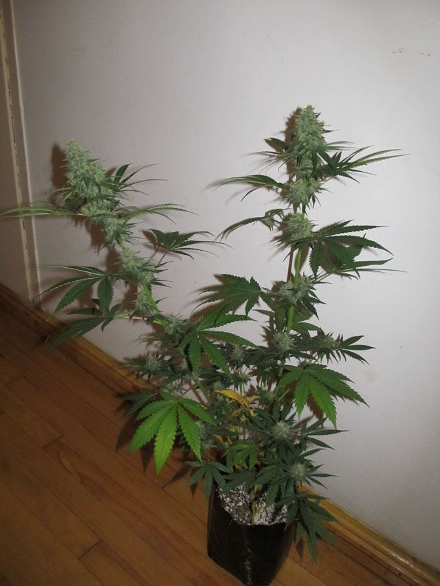 IMG 0716