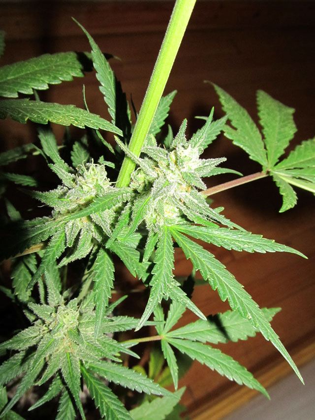 IMG 0729