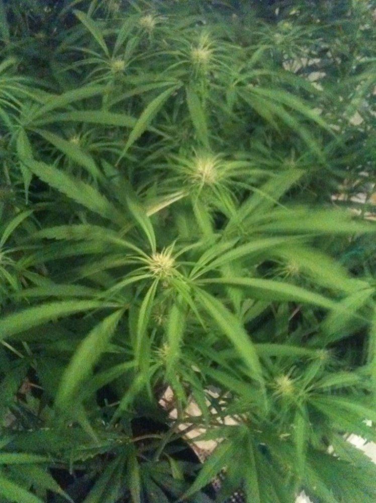 Drooping leaves at night only??? THCFarmer
