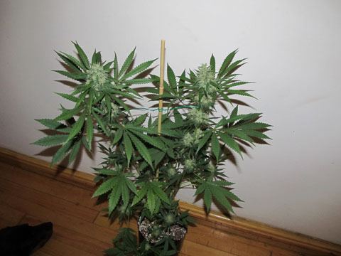 IMG 0749