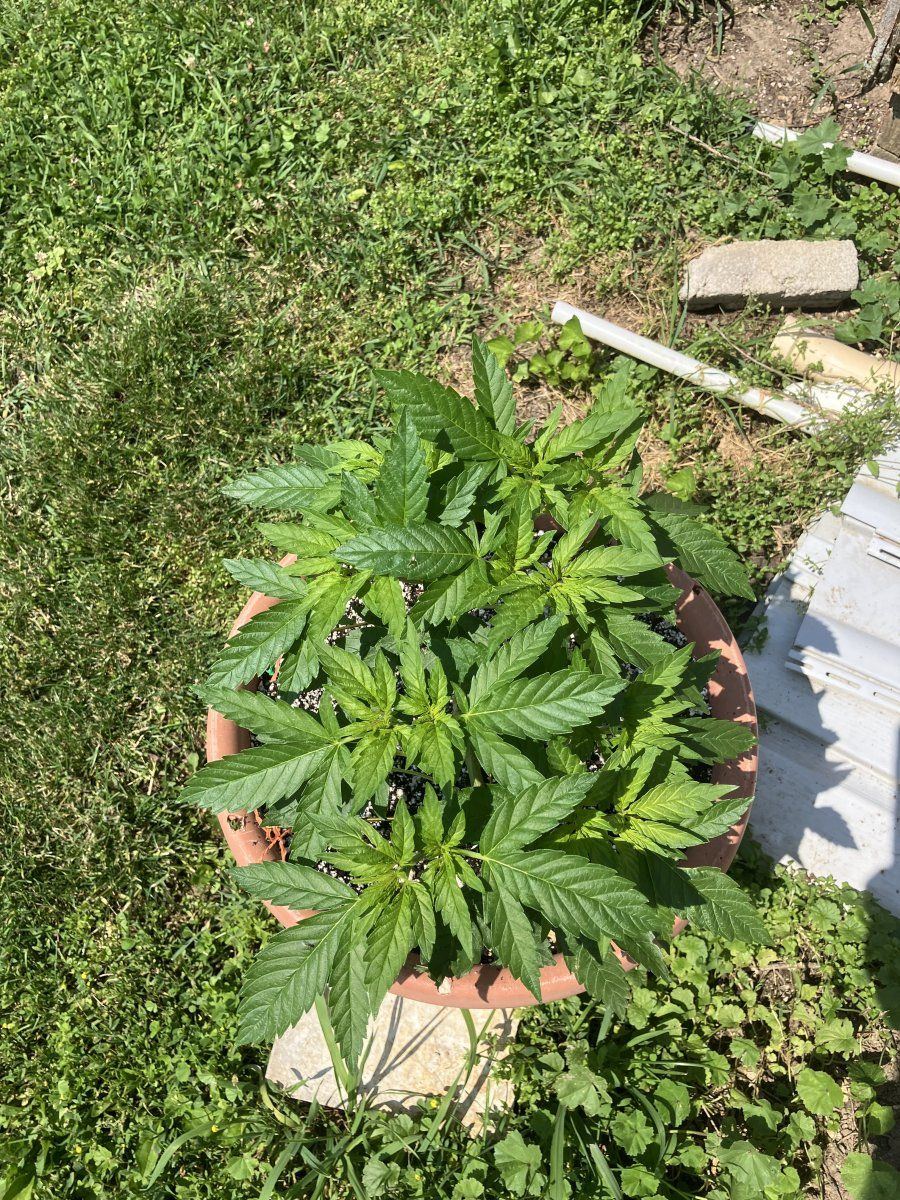 IMG 0751
