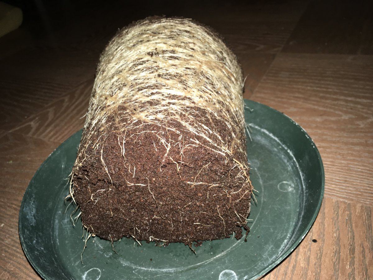IMG 0751
